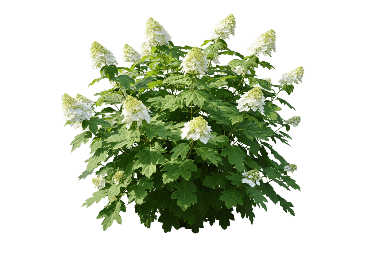 Munchkin Oakleaf Hydrangea (Hydrangea Quercifolia 'Munchkin') - Ground Layers