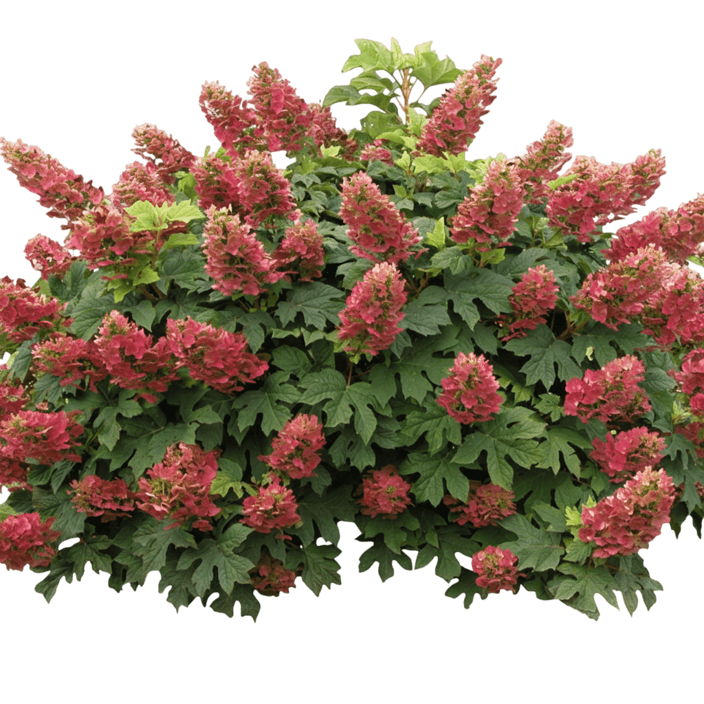 Oakleaf Hydrangea (Hydrangea Quercifolia 'Ruby Slippers') - Ground Layers