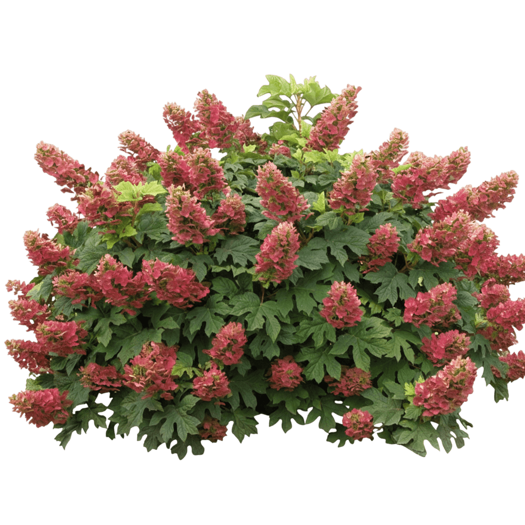 Oakleaf Hydrangea (Hydrangea Quercifolia 'Snow Queen') - Ground Layers