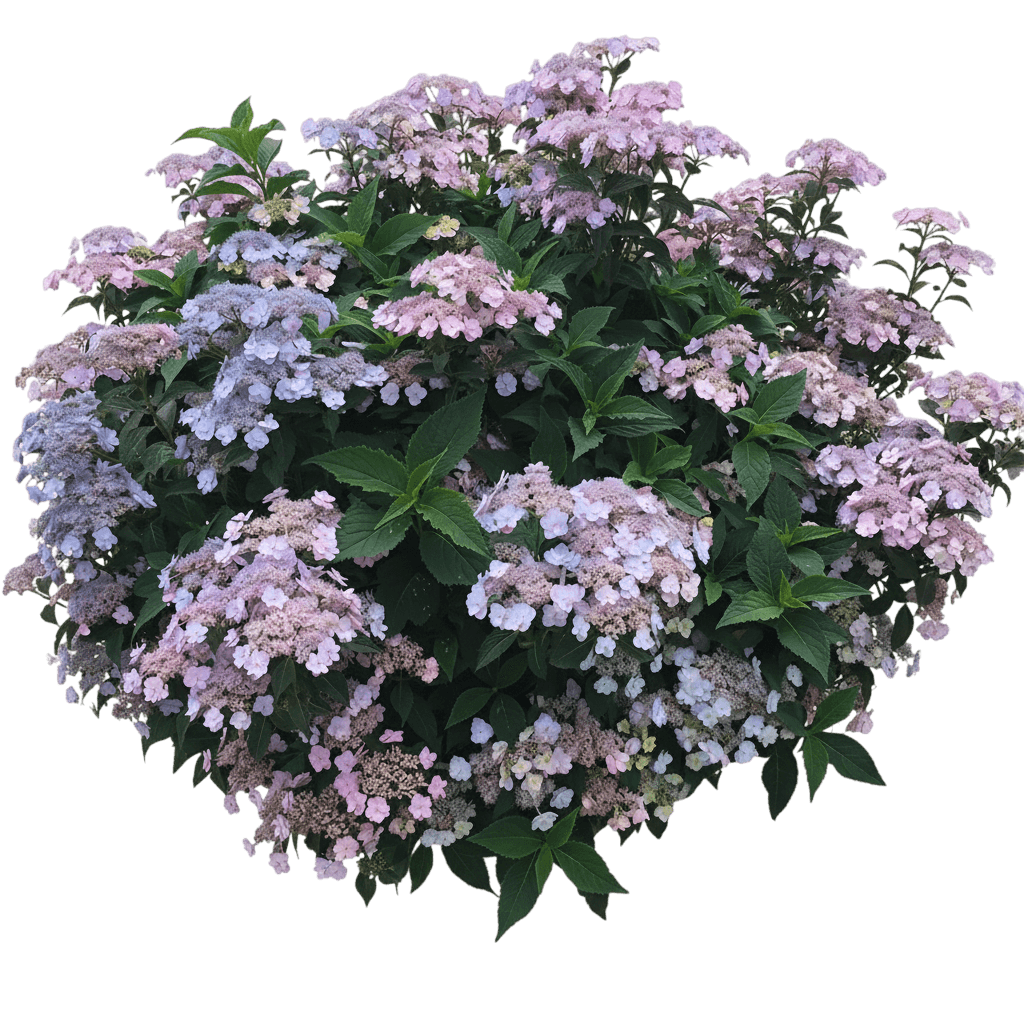 Tiny Tuff Stuff® Mountain Hydrangea (Hydrangea Serrata Tiny Tuff Stuff 'Makd') - Ground Layers