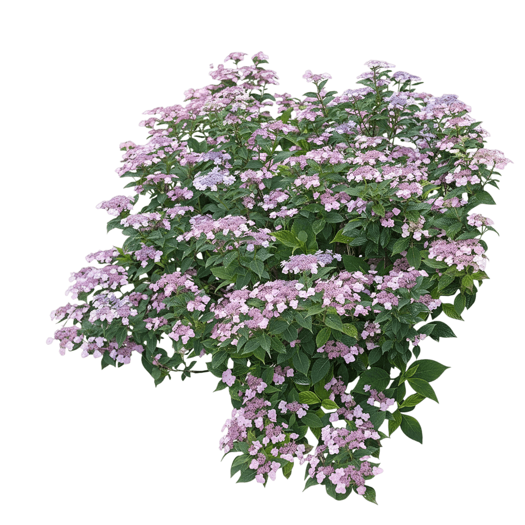 Tuff Stuff™  Mountain Hydrangea (Hydrangea Serrata Tuff Stuff 'Mak20') - Ground Layers