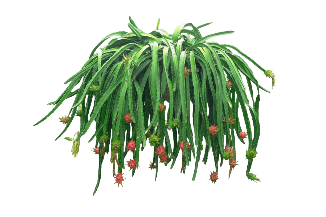 Edgar'S Baby Dragon Fruit (Hylocereus Undatus 'Edgar’S Baby') - Succulents