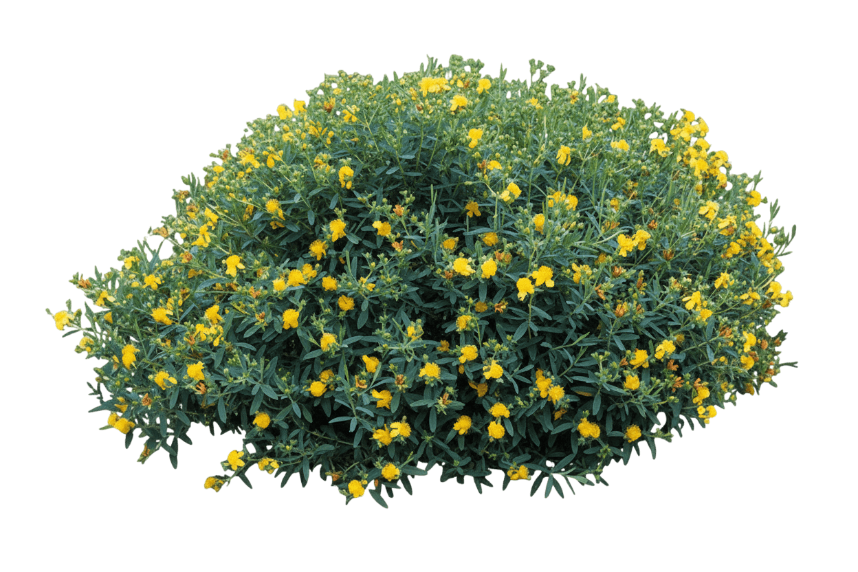 Sunburst St. Johns Wort (Hypericum Frondosum 'Sunburst') - Ground Layers