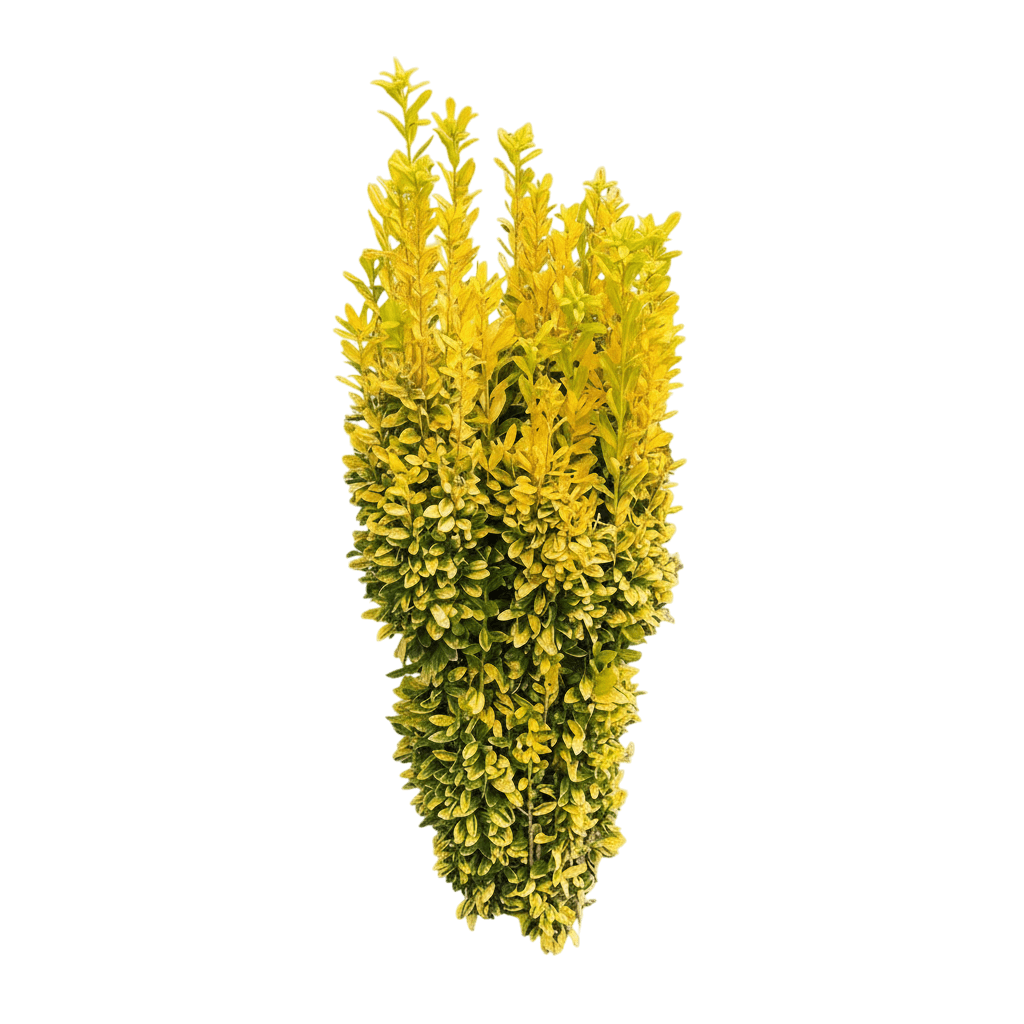 Glow Stick Japanese Holly (Ilex Crenata Glow Stick 'Ncic2') - Ground Layers
