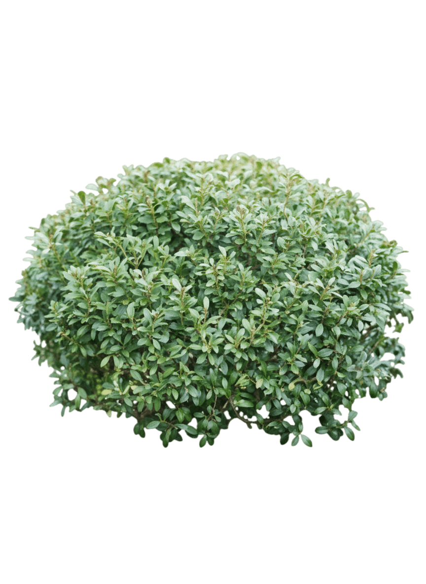 Inkberry (Ilex Glabra 'Shamrock') - Ground Layers