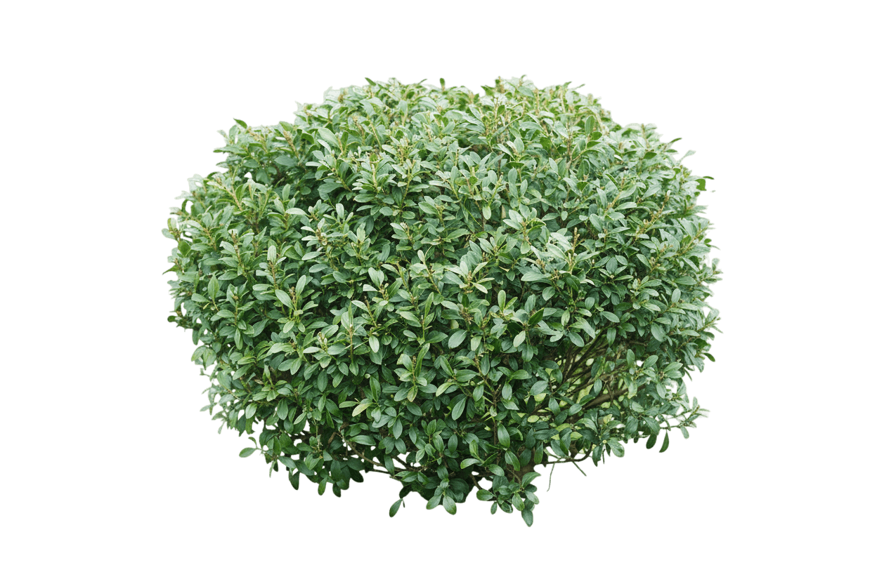 Strongbox® Inkberry Holly (Ilex Glabra Strongbox 'Ilexfarrowtracey') - Ground Layers