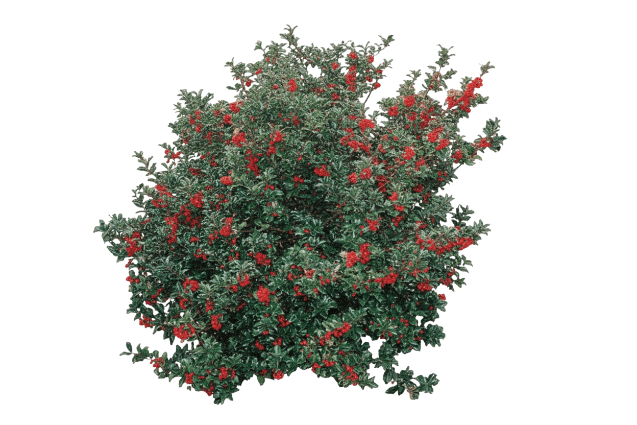 Blue Prince And Princess Combo Holly (Ilex X Meserveae ( ) 'Blue Twins') - Ground Layers