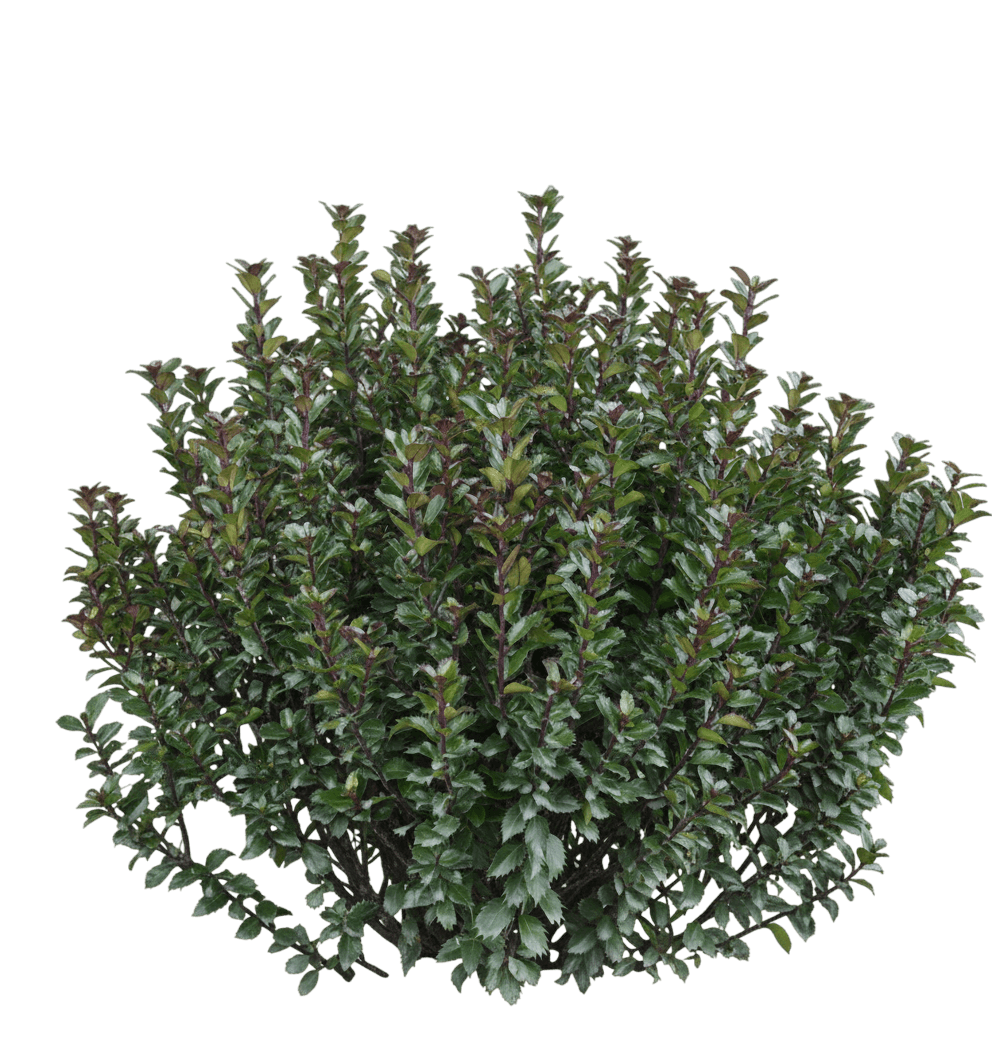 Little One® Blue Holly (Female) (Ilex X Meserveae Little One 'Monwilde') - Ground Layers
