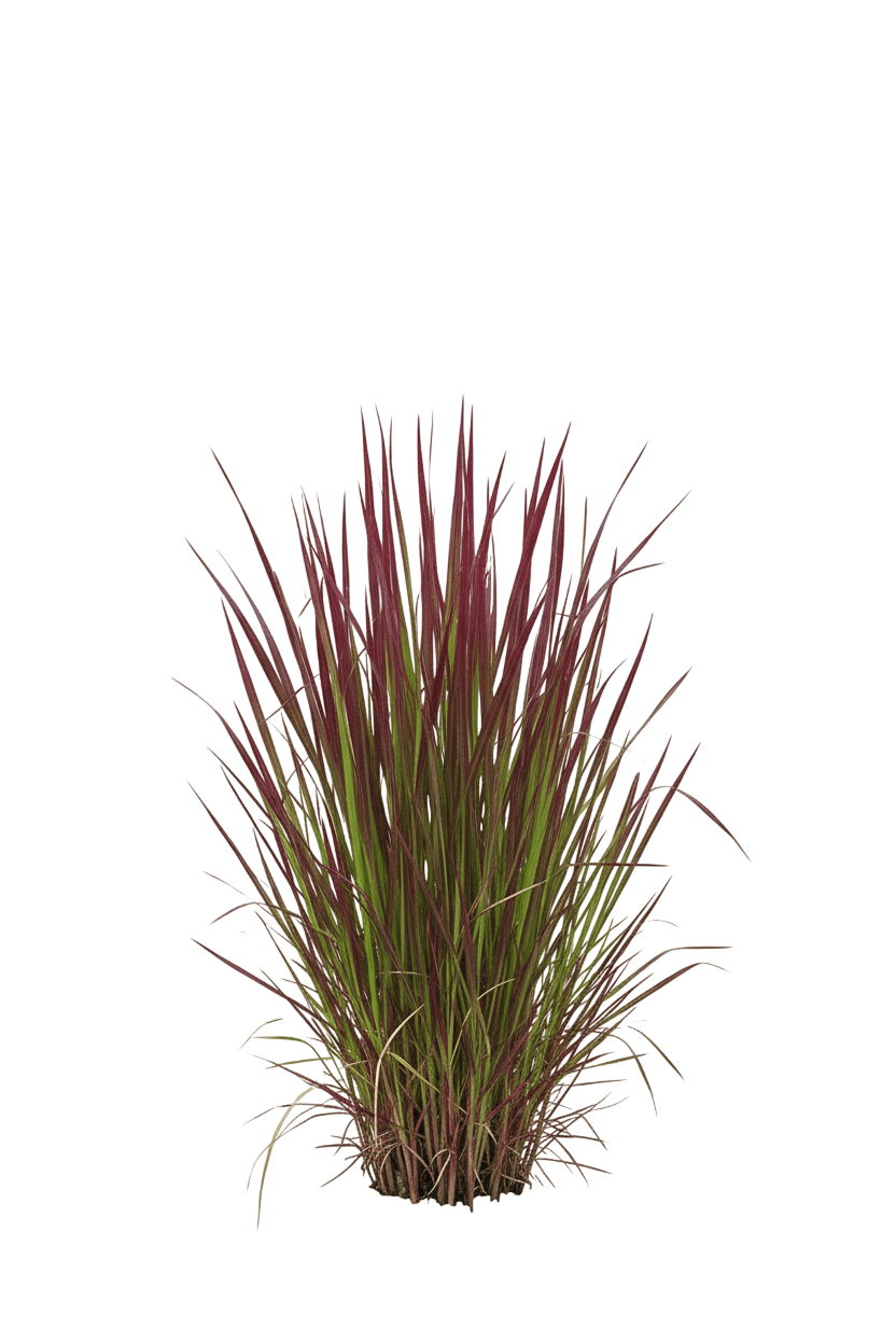 Grass, Japanese Blood, Red Baron (Imperata Cylindrica 'Red Baron') - Grasses