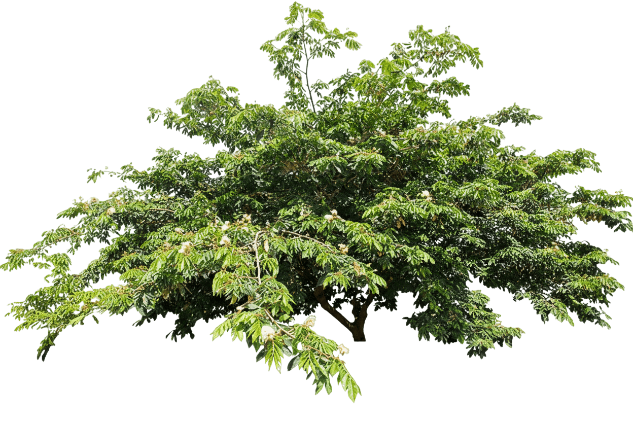 Ice Cream Bean Tree (Inga Edulis) - Fruit Trees