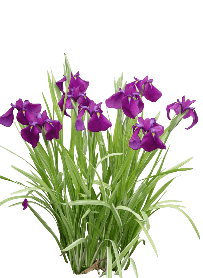 Cascade Spice Japanese Iris (Iris Ensata) - Perennials