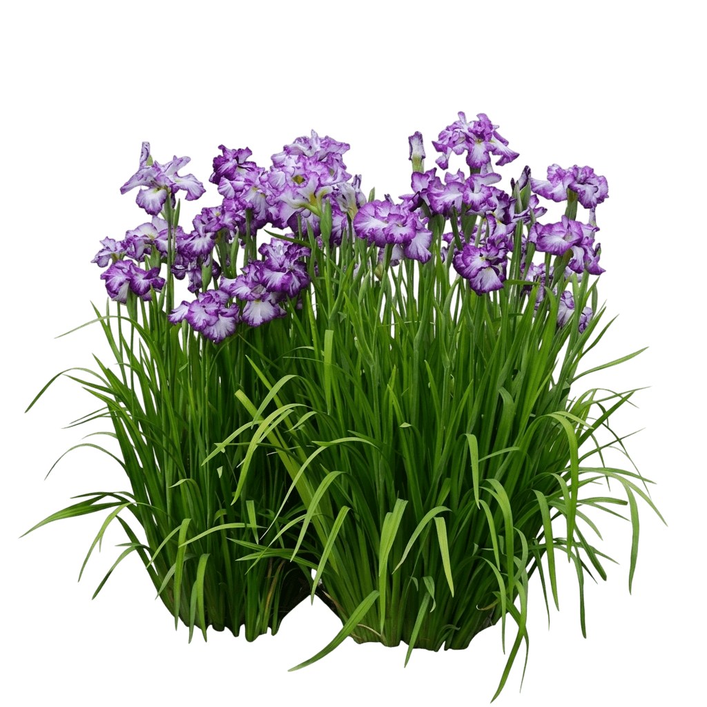 Royal Robes Japanese Iris (Iris Ensata 'Royal Robes') - Perennials