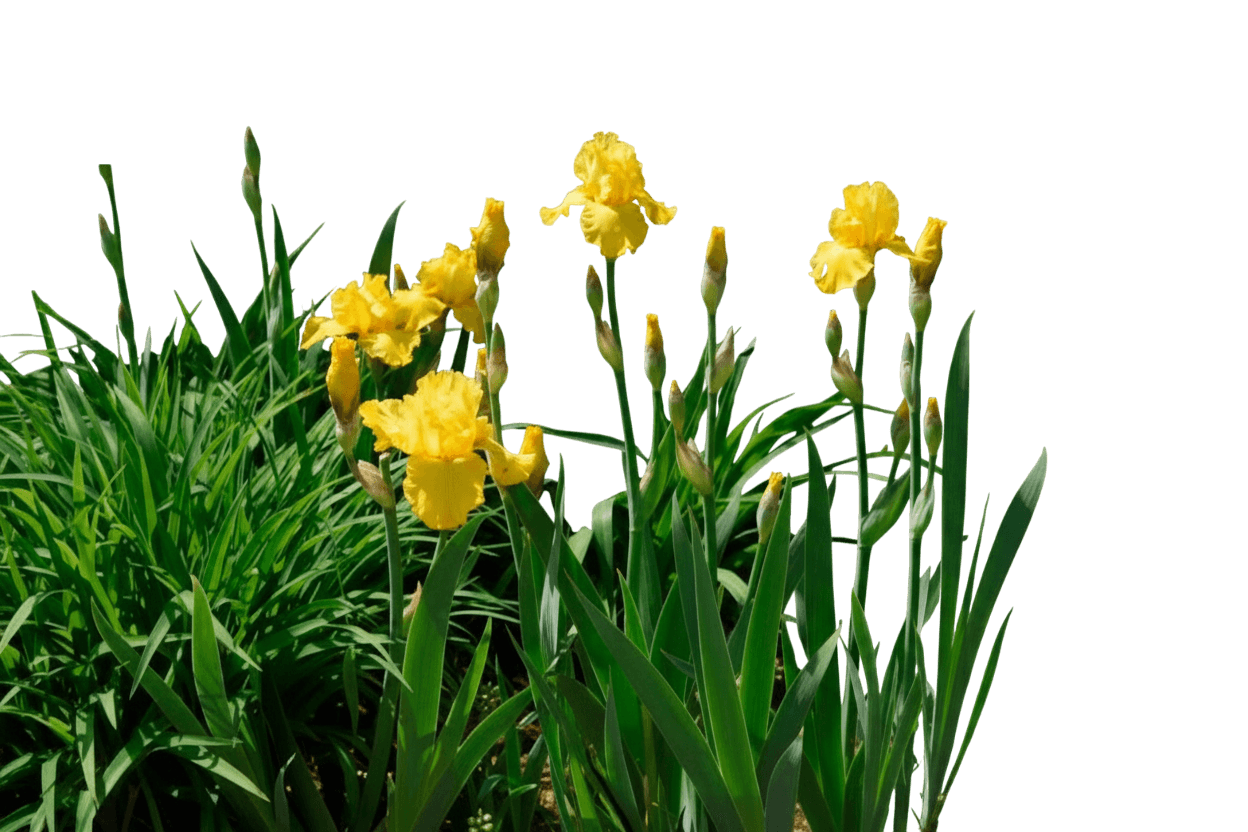 Yellow (Iris G. 'Pure As Gold') - Perennials