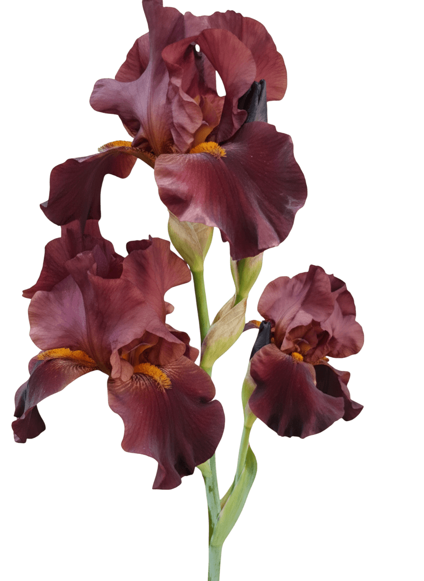 German Iris (Iris G. 'Valentino') - Perennials