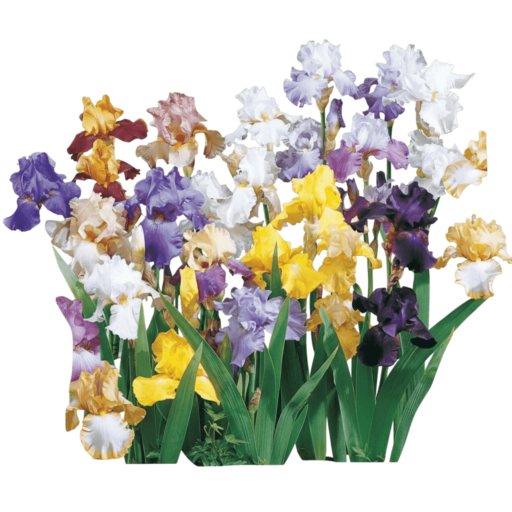 Bearded Iris (Iris Germanica Mix) - Perennials