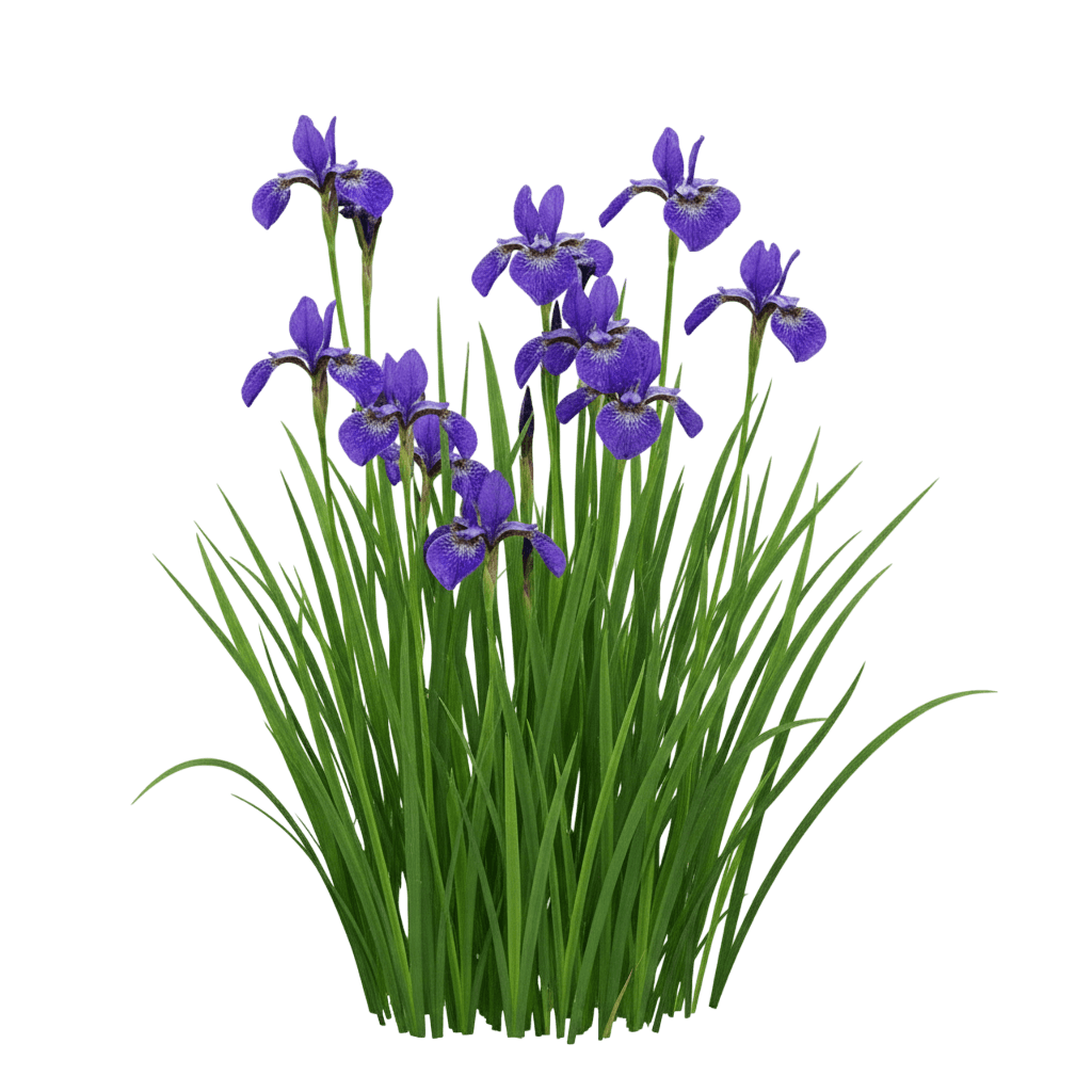 Siberian Iris (Iris S. ‘Persimmon’) - Perennials