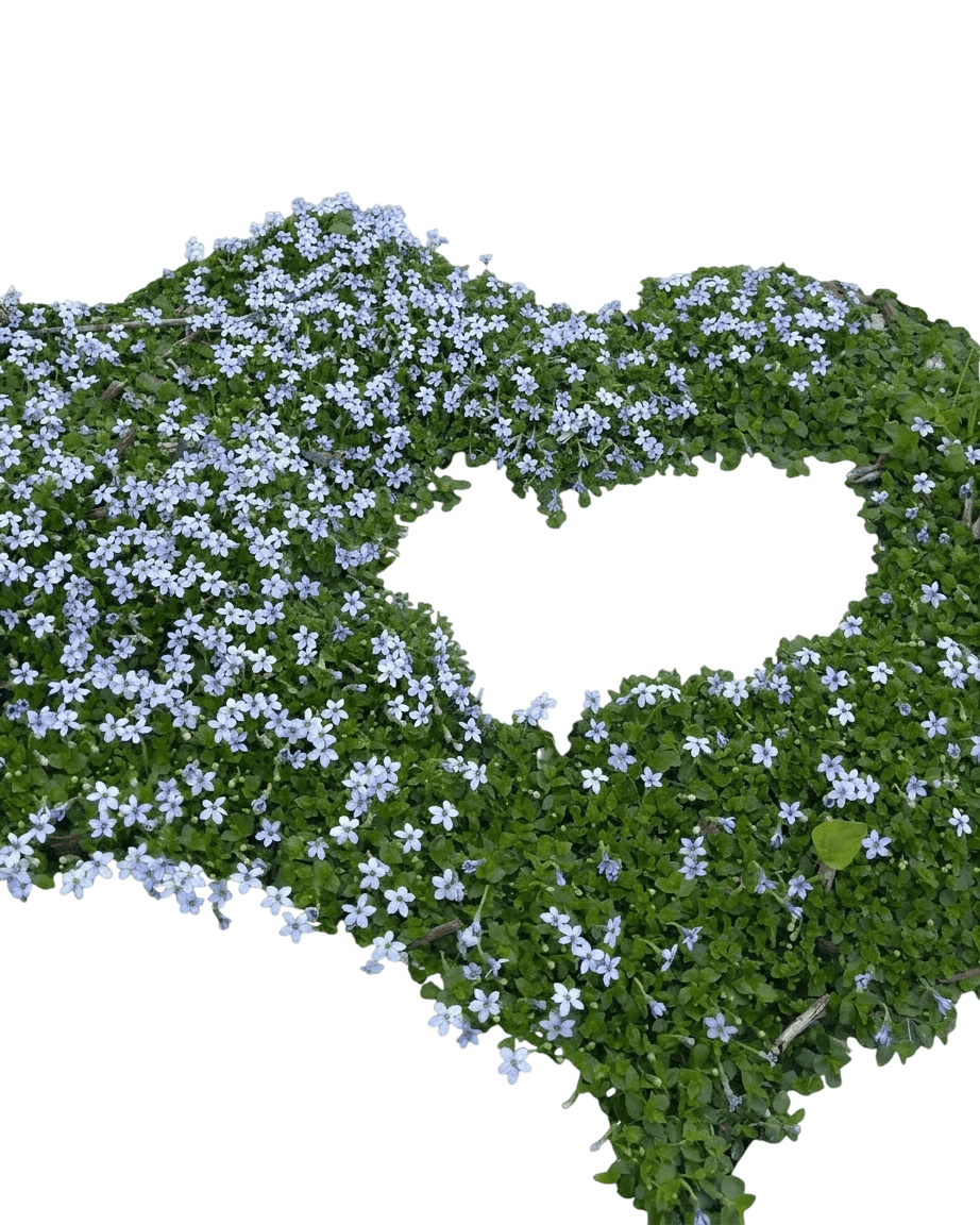 Blue Star Creeper (Isotoma Fluviatilis) - Ground Layers