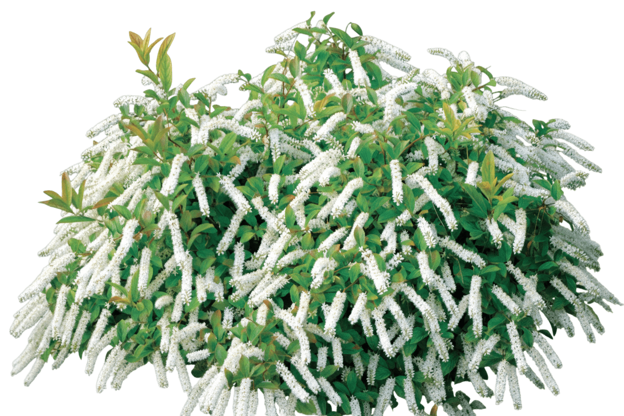 Little Henry® Sweetspire (Itea Virginica Little Henry 'Sprich') - Ground Layers