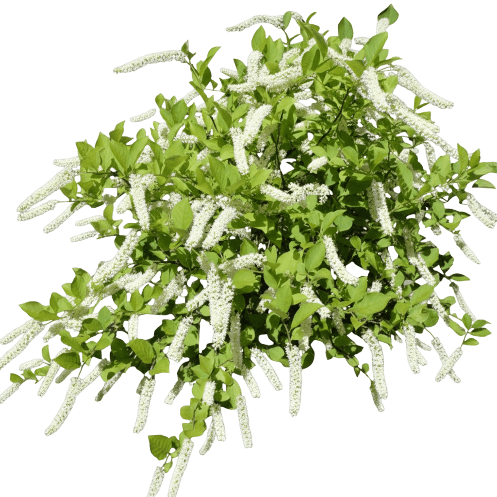 Henry'S Garnet Sweetspire (Itea Virginica S Garnet 'Henry') - Ground Layers