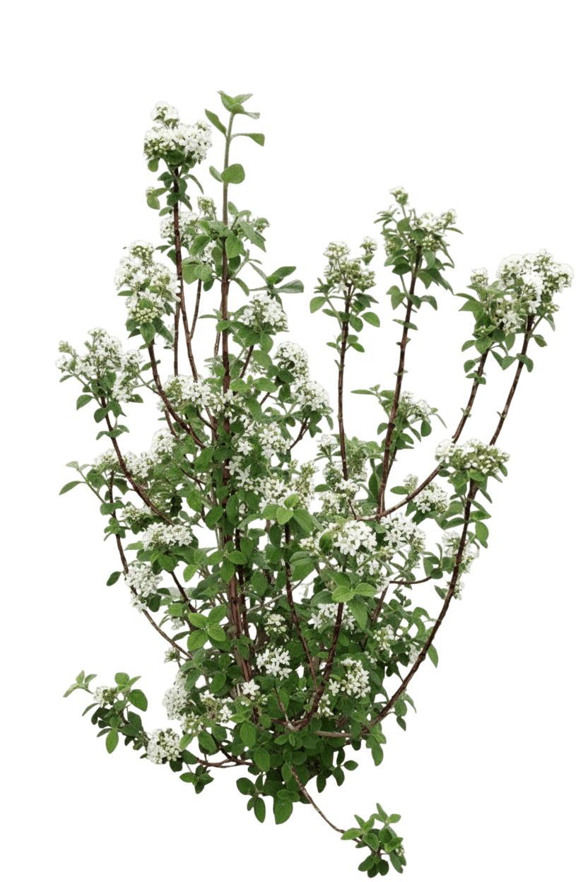 Waxflower (Jamesia Americana) - Ground Layers