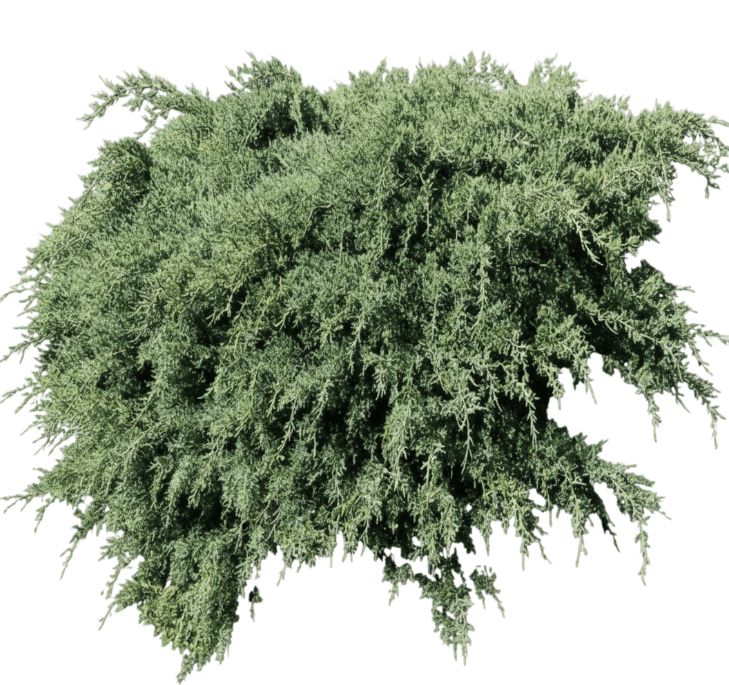 Juniper, Armstrong (Juniperus Chinensis 'Armstrongii') - Ground Layers