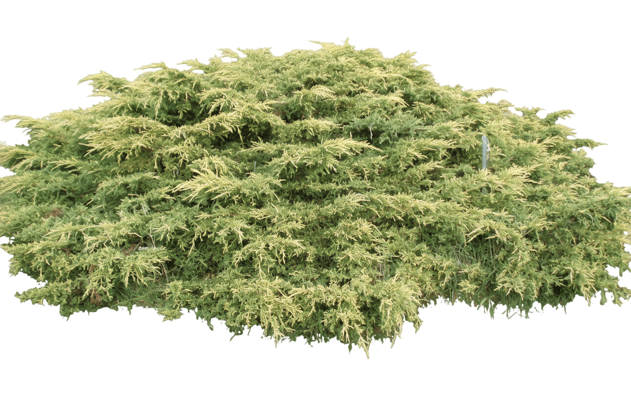 Juniper, Gold Lace (Juniperus Chinensis 'Gold Lace') - Ground Layers
