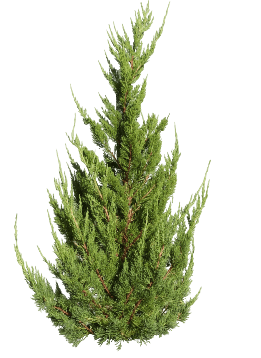 Hetzi Upright Juniper (Juniperus Chinensis 'Hetzii Columnaris') - Evergreen Trees