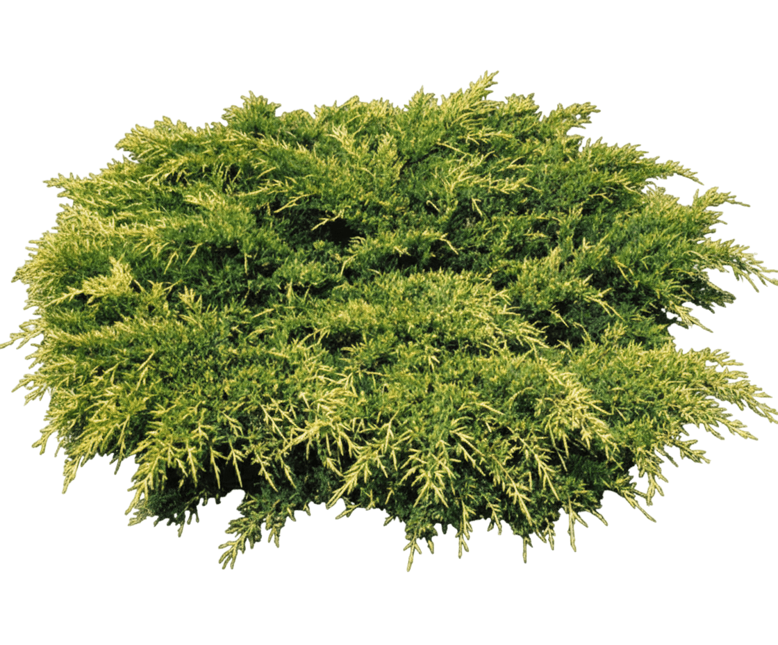Juniper, Old Gold (Juniperus Chinensis 'Old Gold') - Ground Layers