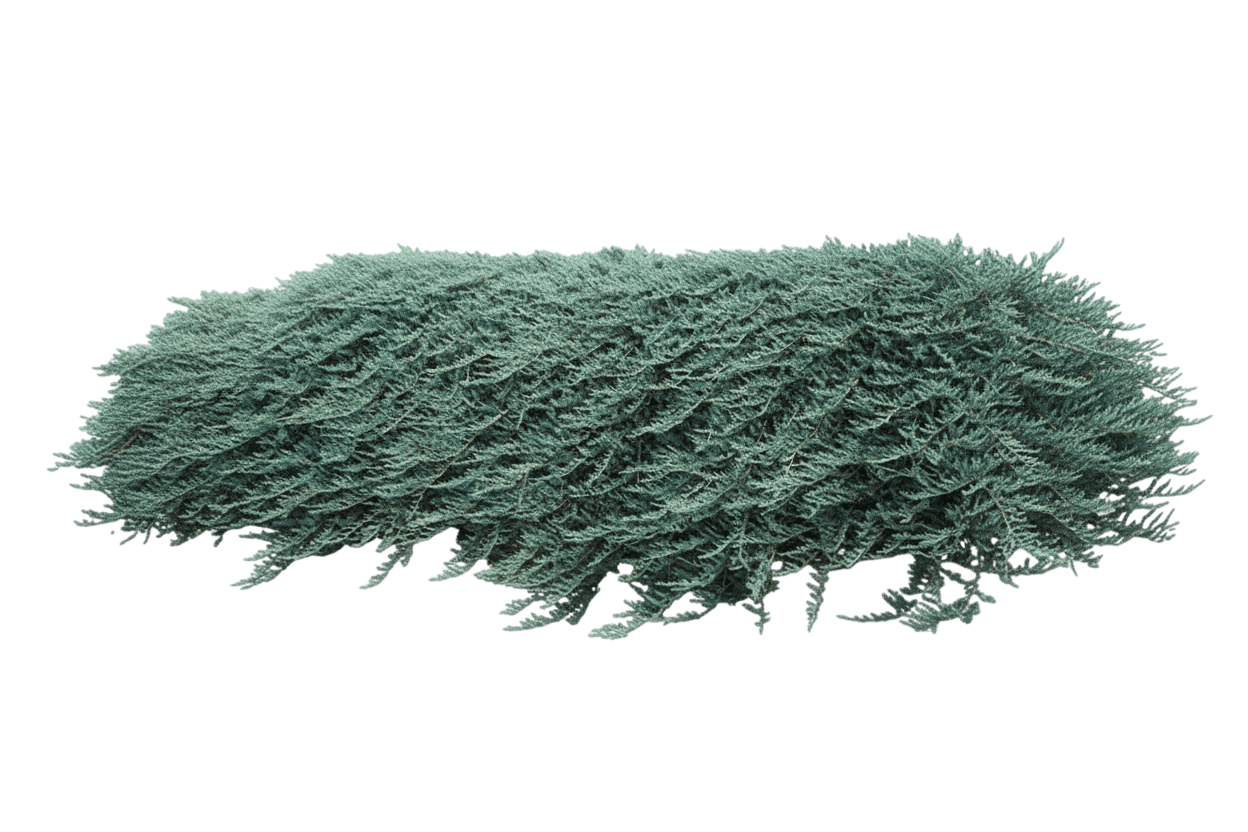 Juniper, Bar Harbor (Juniperus Horizontalis ‘Bar Harbor’) - Ground Layers