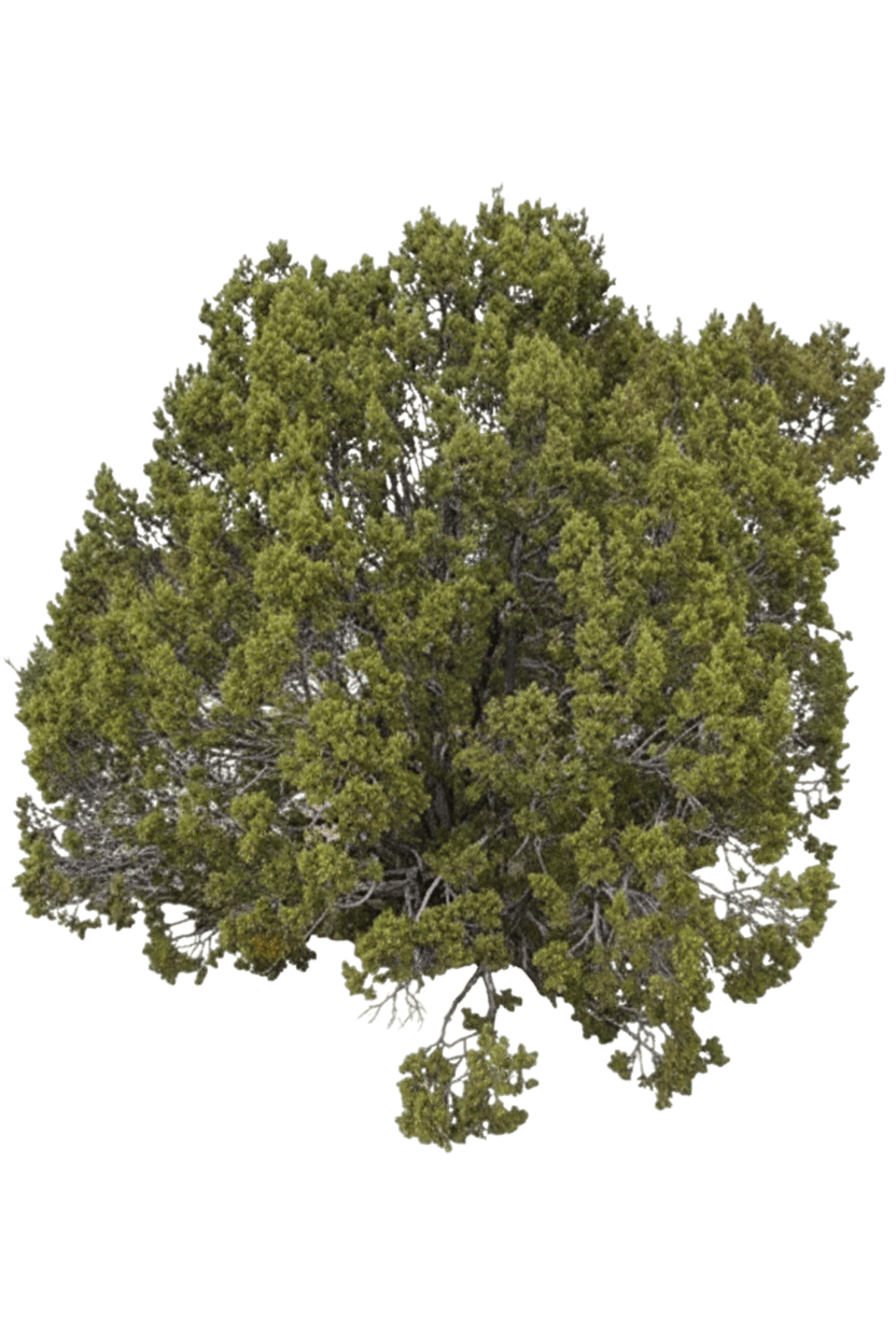 Juniper, One Seed (Juniperus Monosperma) - Evergreen Trees