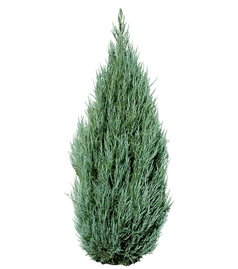 Juniper, Cologreen (Juniperus Scopulorum 'Cologreen') - Evergreen Trees