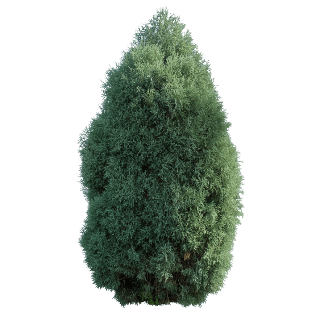 Juniper, Gray Gleam (Juniperus Scopulorum 'Gray Gleam') - Evergreen Trees