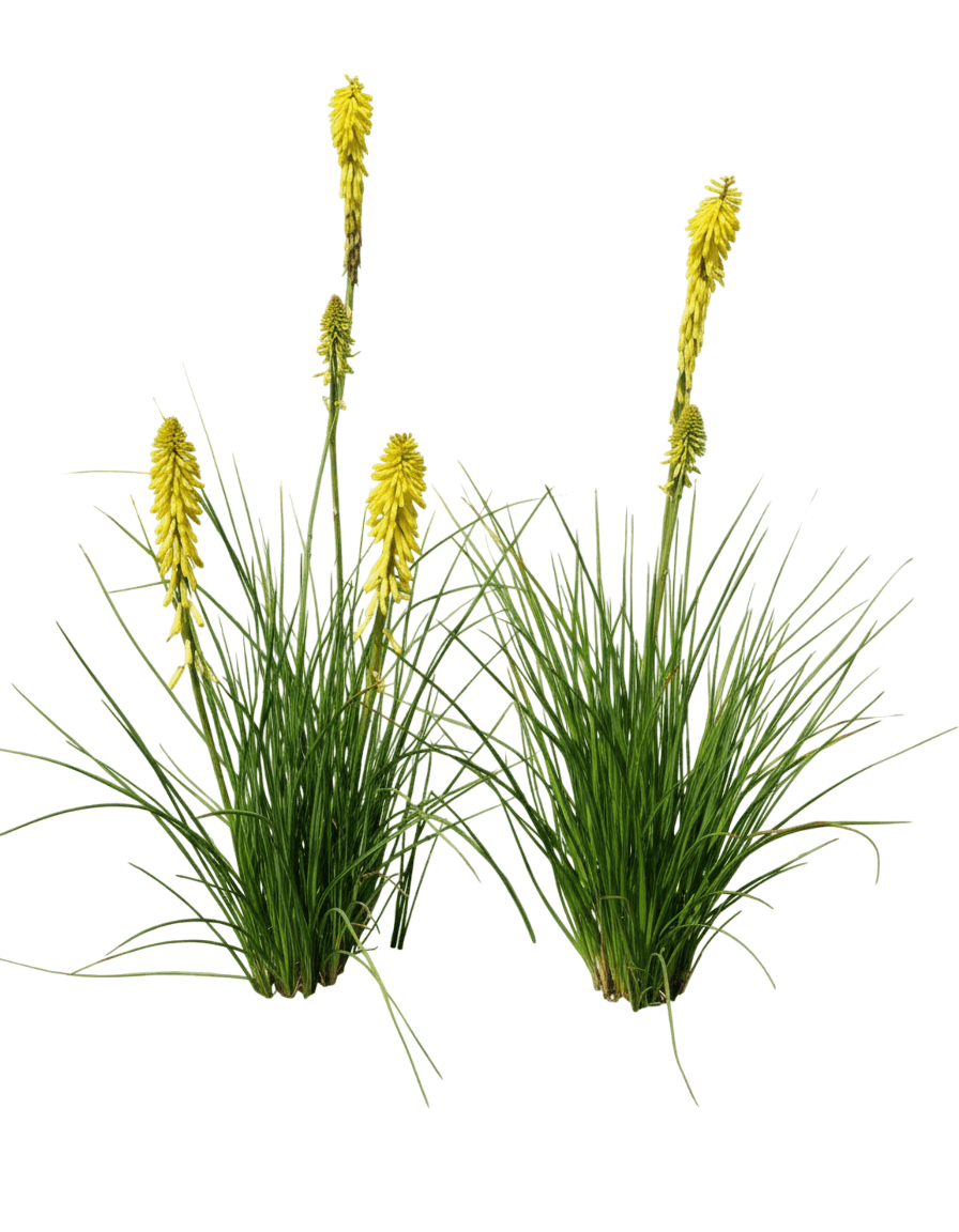 Red Hot Poker (Kniphofia U. 'Glowstick') - Perennials