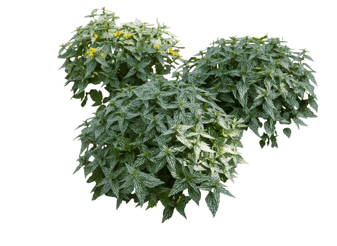 Yellow Archangel (Lamiastrum Galeobdolons Pride 'Herman') - Perennials