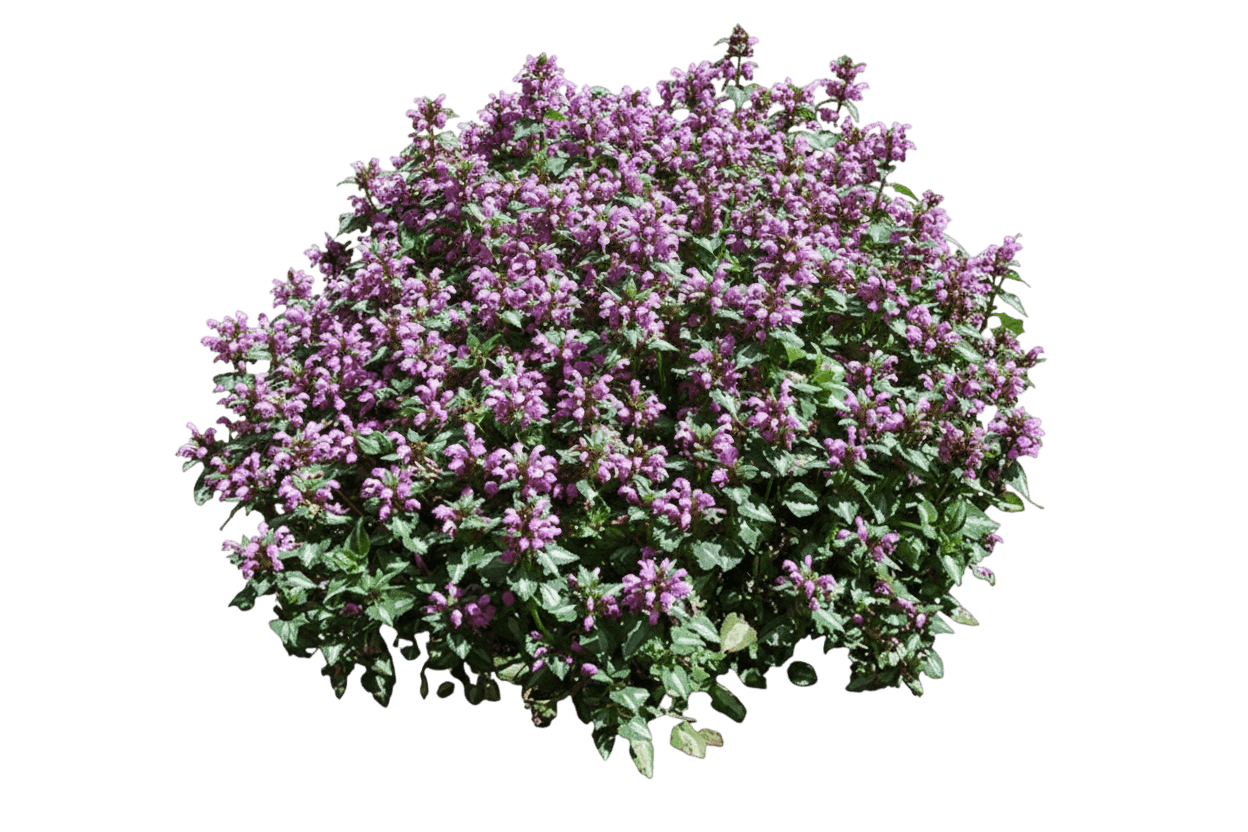 Dead Nettle (Lamium Maculatum 'Beacon Silver') - Perennials