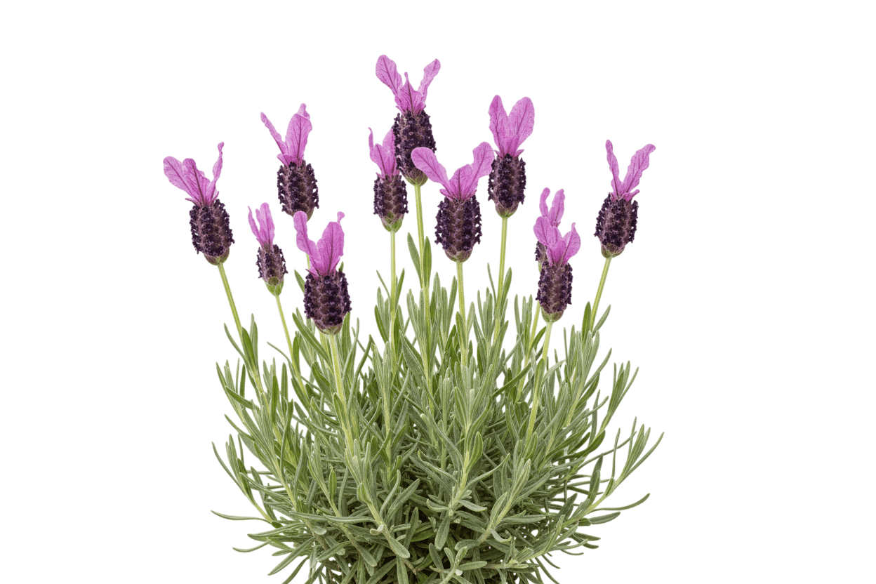 Javelin Forte™ Deep Rose Spanish Lavender (Lavandula Stoechas) - Perennials