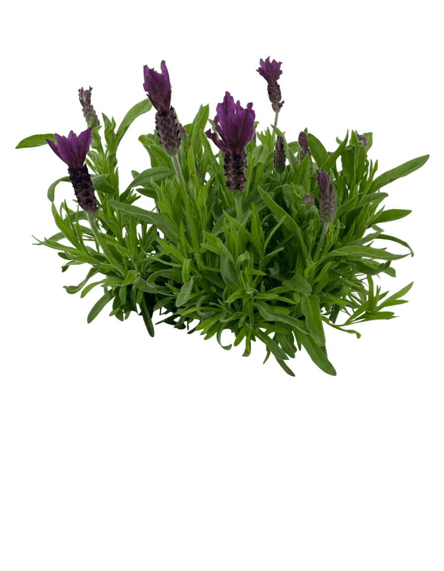 French Lavender (Lavandula Stoechas 'Primavera') - Perennials