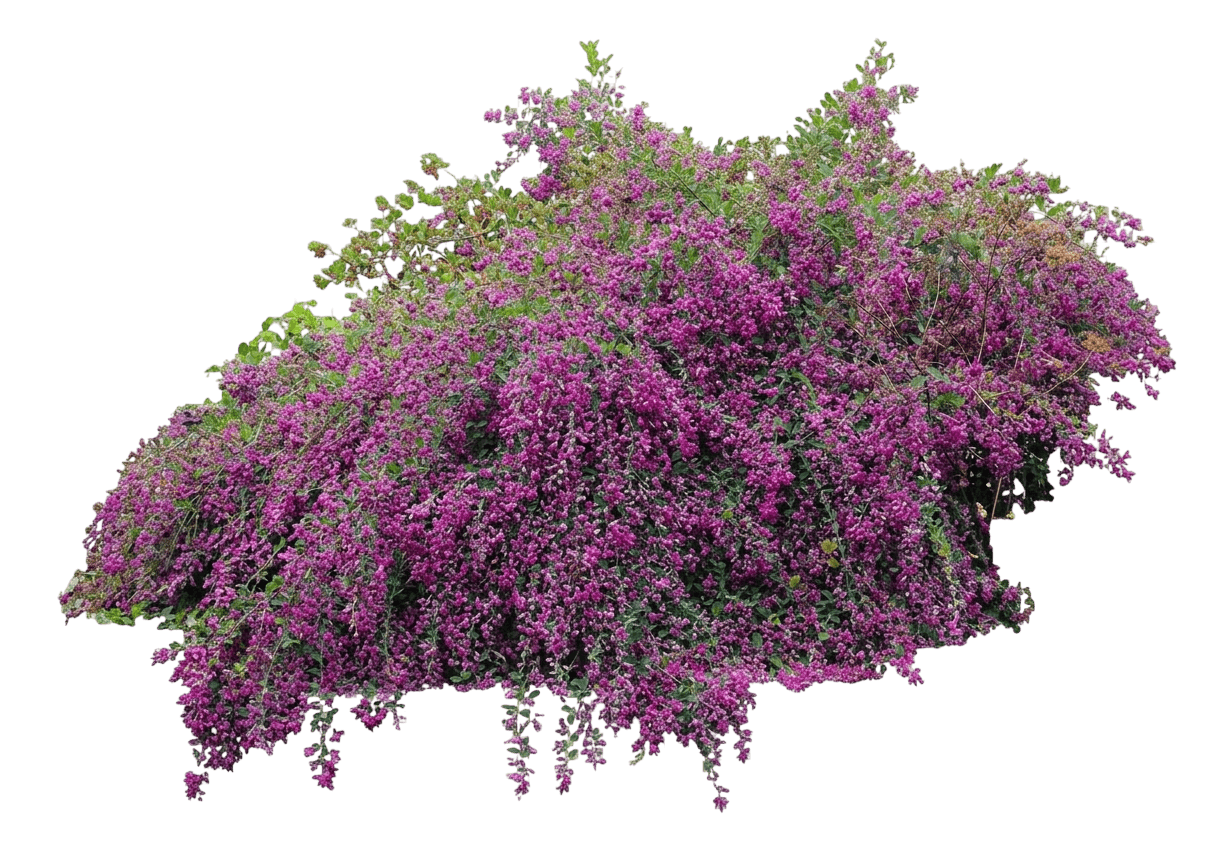 Gibralter Bush Clover (Lespedeza Thunbergii 'Gibraltar') - Ground Layers