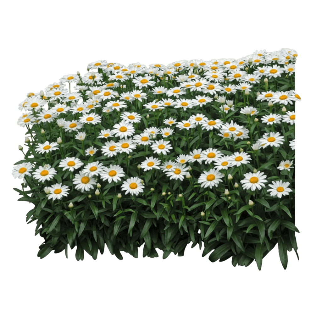 Shasta Daisy (Leucanthemum S. 'Snowcap') - Perennials