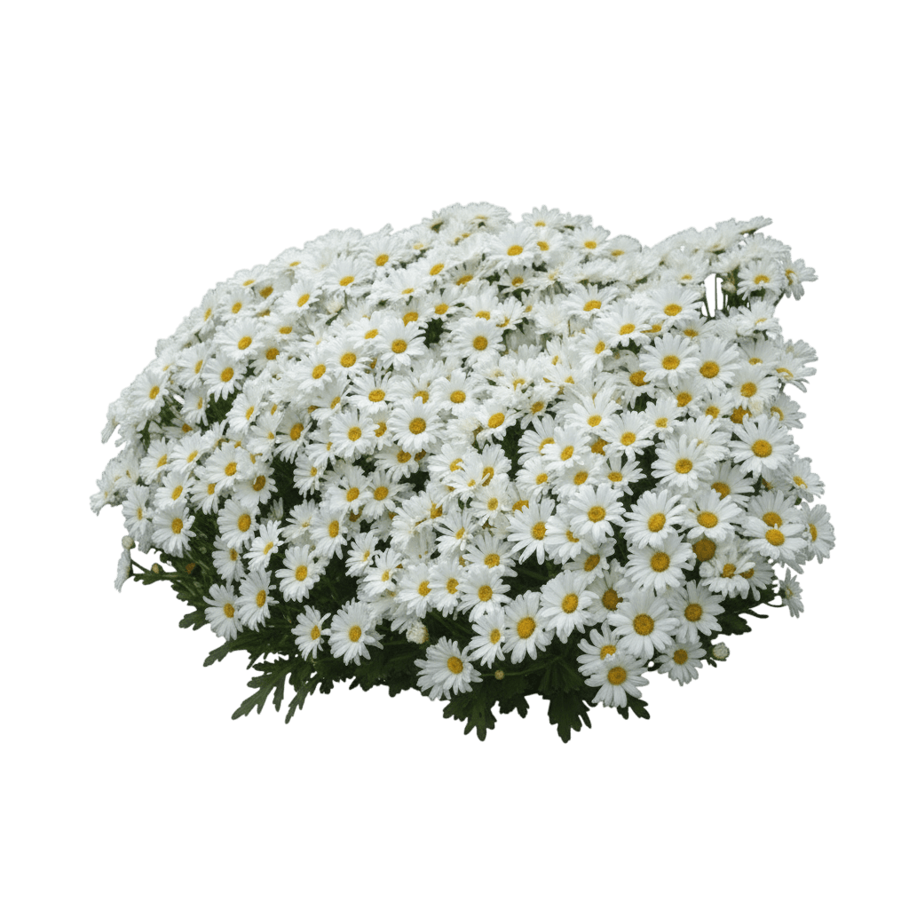Amazing Daisies® Shasta Daisy (Leucanthemum Superbum Spun Silk) - Perennials