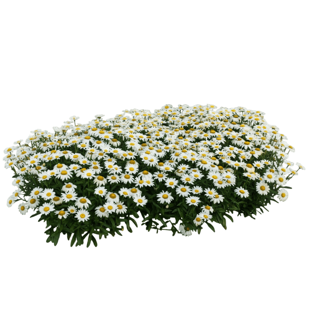 Daisy, Shasta, Snowcap (Leucanthemum Superbum 'Snowcap') - Perennials