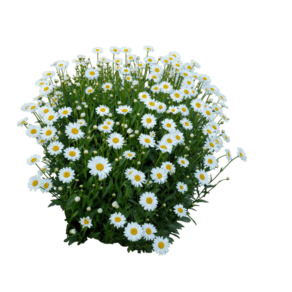 Daisy, Shasta, Becky (Leucanthemum X Superbum ‘Becky’) - Perennials