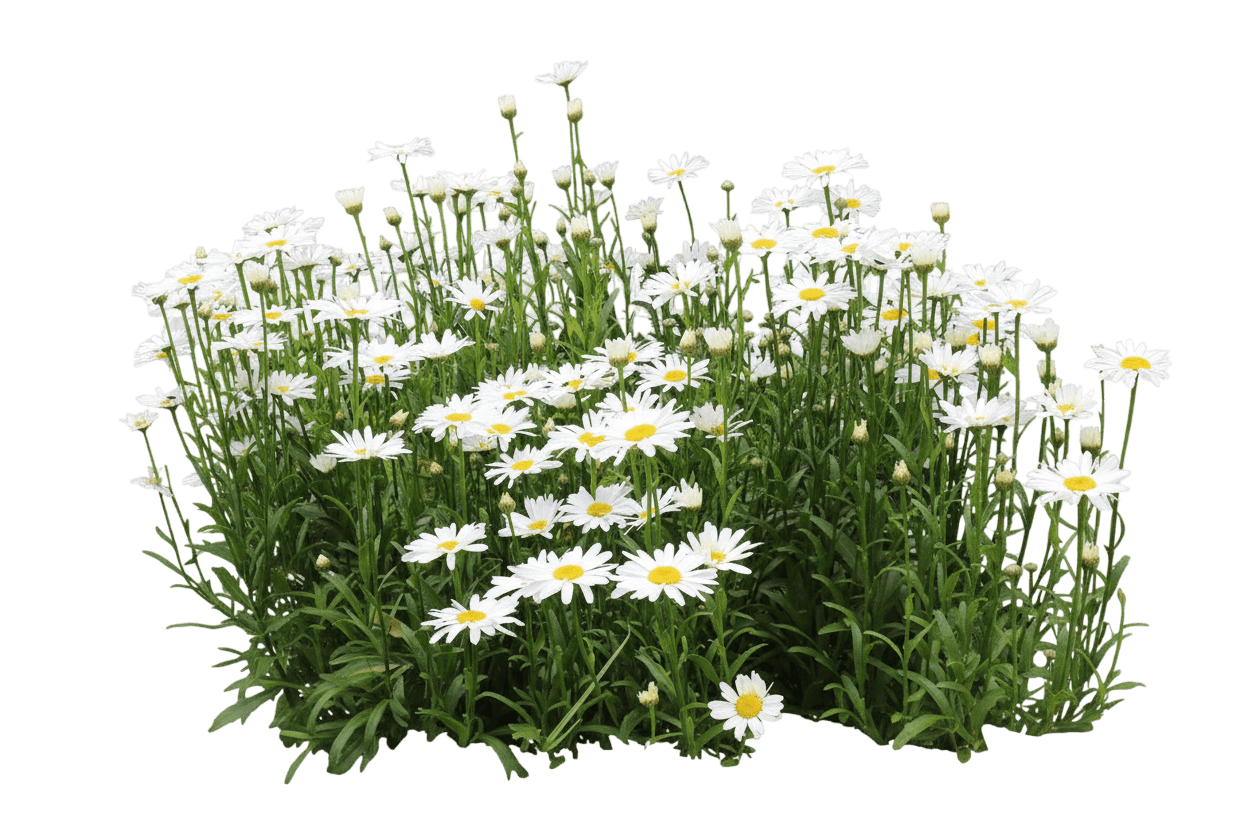 Whoops-A-Daisy Shasta Daisy (Leucanthemum X Superbum 'Whoops-A-Daisy') - Perennials