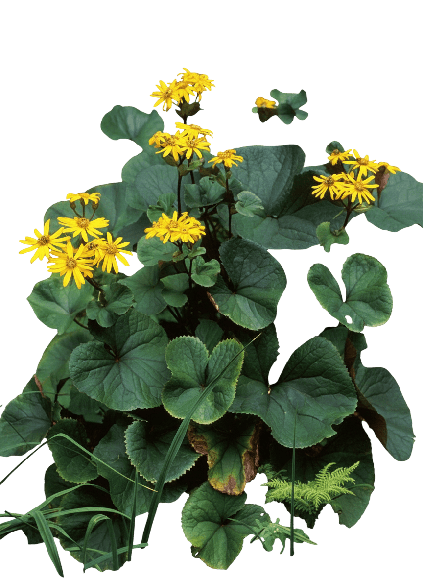 Ligularia (Ligularia Dentata 'Desdemona') - Perennials