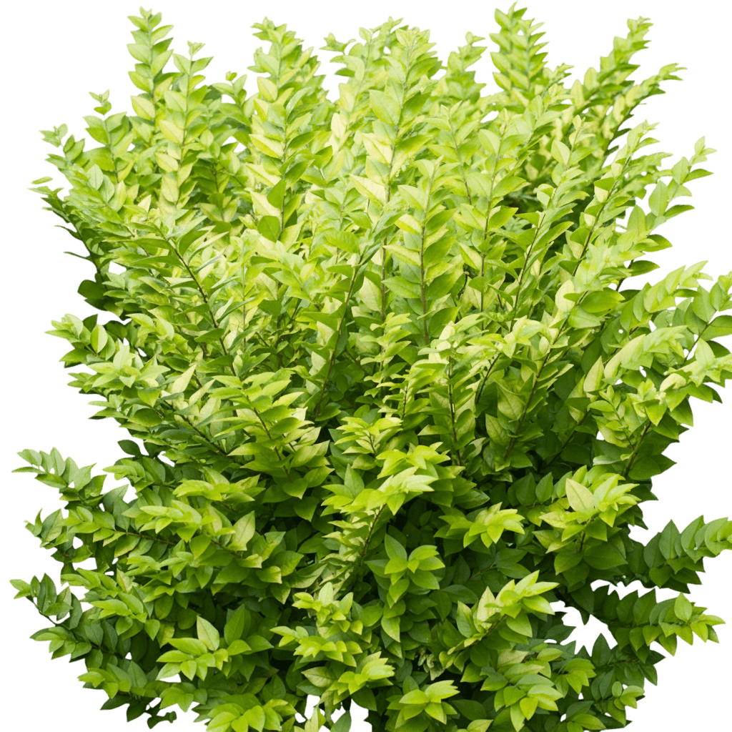 Privet, Golden Ticket (Ligustrum X Vicaryi Uspp 27301 'Nclx1') - Ground Layers