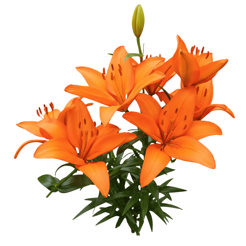 Asiatic Lily, 'Tiny Crystal' (Lilium Asiatic 'Tiny Crystal') - Perennials