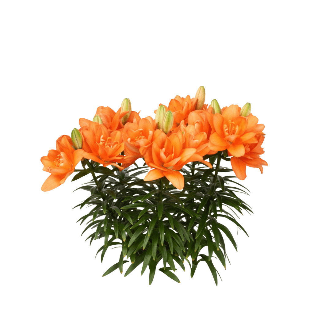 Lily, Asiatic, Tiny Double You (Lilium Asiatica, 'Tiny Double You') - Perennials