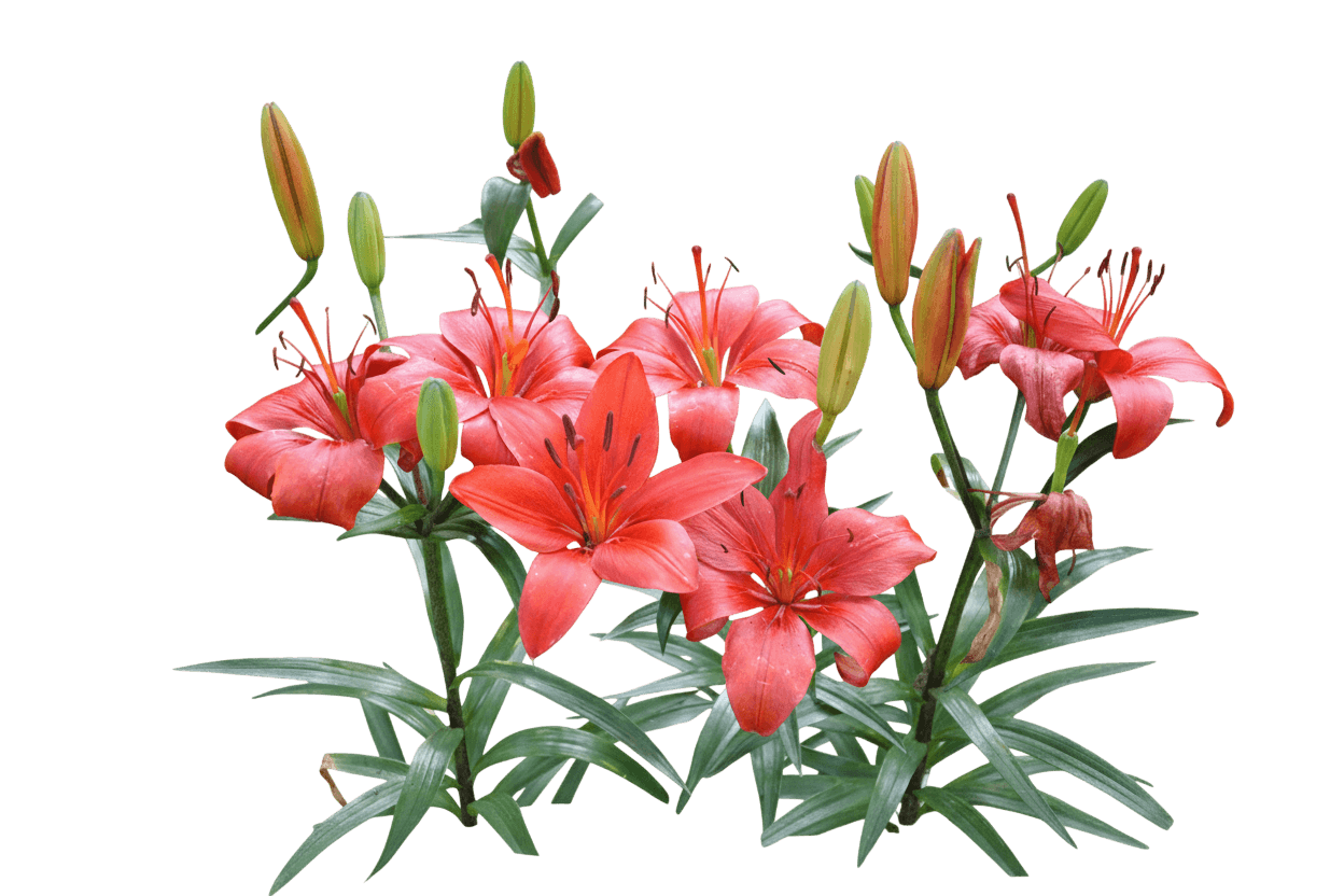 Lily, Asiatic, Happy Life (Lilium Asiatica 'Happy Life') - Perennials