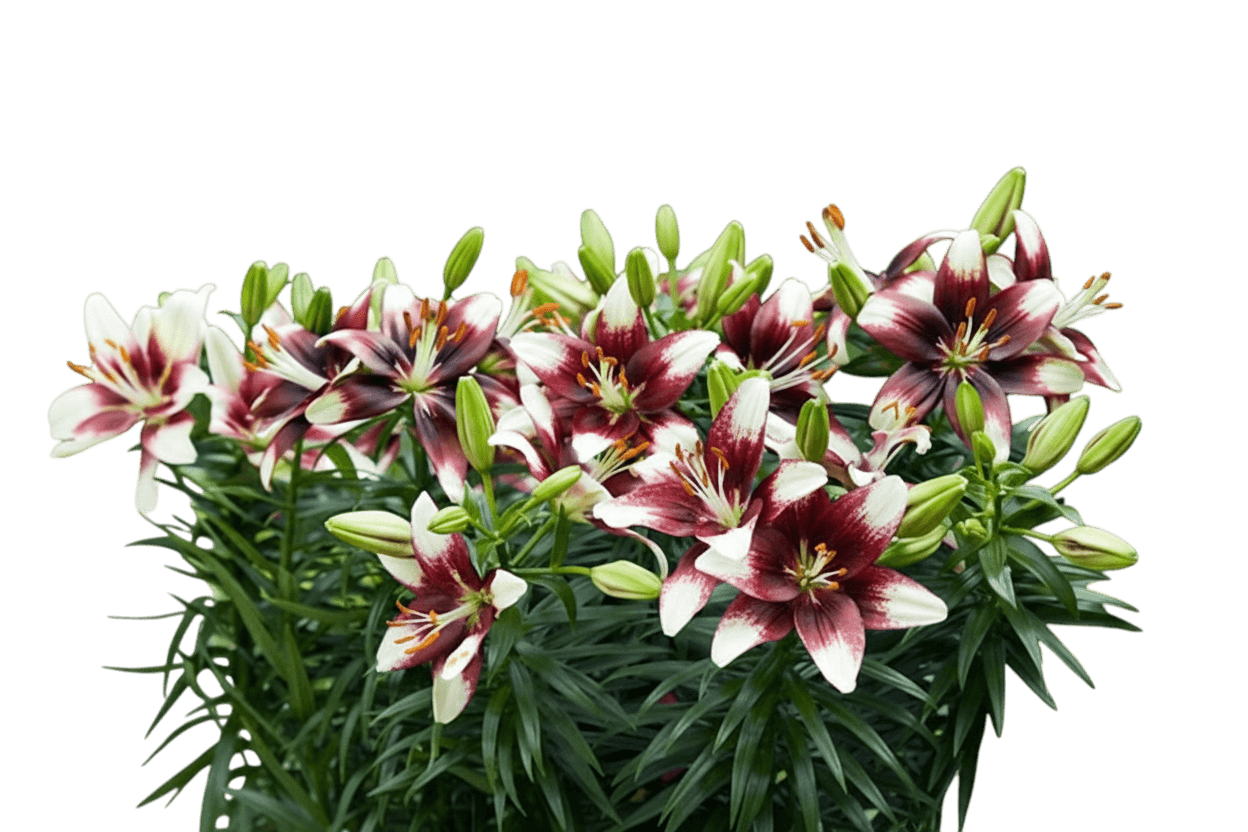 Lily, Asiatic, Pushoff (Lilium Asiatica 'Pushoff') - Perennials