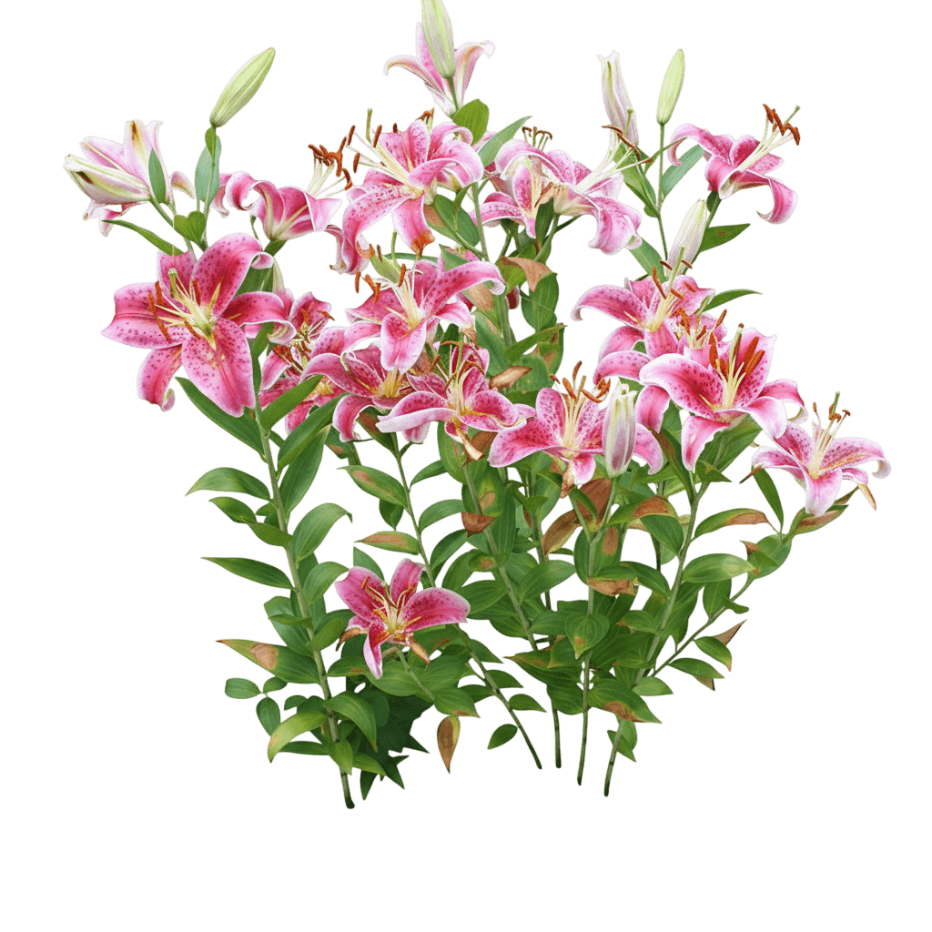 Oriental Hardy Lily (Lilium 'Casa Blanca') - Perennials